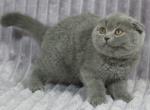 Bumer - Scottish Fold Cat For Sale - Chicago&comma; IL&comma; US