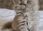 Candy - Scottish Straight Cat For Sale - Chicago&comma; IL&comma; US