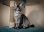 Baly polydactyl - Maine Coon Cat For Sale - Norwalk&comma; CT&comma; US
