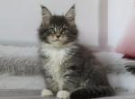 Nimfa - Maine Coon Cat For Sale - Norwalk&comma; CT&comma; US