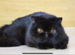Michael - Exotic Cat For Sale - Yucca Valley&comma; CA&comma; US