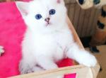 Emeli - British Shorthair Cat For Sale - Chicago&comma; IL&comma; US