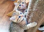 Elvin - British Shorthair Cat For Sale - Chicago&comma; IL&comma; US
