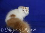 Afeliya - Persian Cat For Sale - Yucca Valley&comma; CA&comma; US