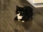 Shadow - Munchkin Cat For Sale - Salem&comma; OR&comma; US