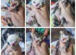 Easter liter born - Highlander Cat For Sale - Frenchtown&comma; MI&comma; US
