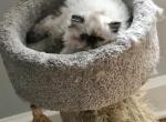 Berkshire Beauties - Himalayan Cat For Sale - Berkshire&comma; NY&comma; US