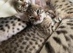 Luna - Savannah Cat For Sale - Camden&comma; NJ&comma; US