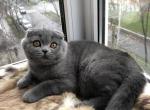 Bumer1 - Scottish Fold Cat For Sale - Chicago&comma; IL&comma; US