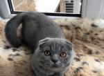 Atos 1 - Scottish Fold Cat For Sale - Chicago&comma; IL&comma; US