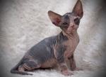 Amelia - Sphynx Cat For Sale - Scottsdale&comma; AZ&comma; US