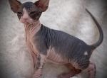 Talia - Sphynx Cat For Sale - Scottsdale&comma; AZ&comma; US
