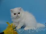 Armanie - Persian Cat For Sale - Yucca Valley&comma; CA&comma; US