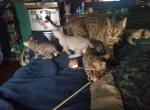 Purebred Bengal kittens - Bengal Cat For Sale - VA&comma; US