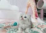 bobi longhair - Munchkin Cat For Sale - Staten Island&comma; NY&comma; US