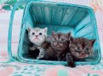 bluenat litter - Munchkin Cat For Sale - Staten Island&comma; NY&comma; US