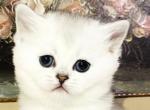 Grace - Scottish Fold Cat For Sale - Atlanta&comma; GA&comma; US