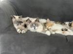 Previous Litters of Kittens - Ragdoll Cat For Sale - Mount Vernon&comma; WA&comma; US