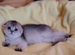 Katunya - Scottish Fold Cat For Sale - New York&comma; NY&comma; US