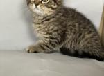 Max - Scottish Straight Cat For Sale - North Richland Hills&comma; TX&comma; US