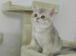 British Shorthair Jennifer - British Shorthair Cat For Sale - Chicago&comma; IL&comma; US