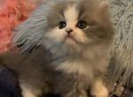 RESERVED Spunky Grey and White BiColor Persian - Persian Cat For Sale - McKinney&comma; TX&comma; US