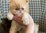 Miniature Red male Persian - Persian Cat For Sale - Grand Rapids&comma; MI&comma; US