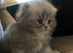RESERVED Precious Persian Female - Persian Cat For Sale - McKinney&comma; TX&comma; US