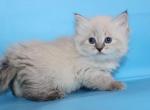 Tantra - Siberian Cat For Sale - Norwalk&comma; CT&comma; US