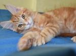 Graf - Maine Coon Cat For Sale - Norwalk&comma; CT&comma; US