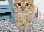 Oliver - Munchkin Cat For Sale - Neosho&comma; MO&comma; US
