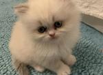 RESERVED Persian Himalayan With Color Points - Himalayan Cat For Sale - McKinney&comma; TX&comma; US
