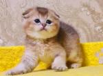 Garfild - Scottish Fold Cat For Sale - Chicago&comma; IL&comma; US