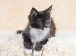 UA Mazurka Jaccomo - Maine Coon Cat For Sale - Brooklyn&comma; NY&comma; US