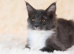 UA Mazurka JuJu - Maine Coon Cat For Sale - Brooklyn&comma; NY&comma; US