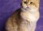 Celine Dion - British Shorthair Cat For Sale - Norwalk&comma; CT&comma; US