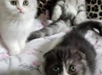 LUXURY SCOTTISH FOLDS - Scottish Fold Kitten For Sale - Grand Rapids&comma; MI&comma; US