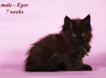 Egor - Maine Coon Cat For Sale - Norwalk&comma; CT&comma; US