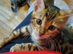 Richard Black - Bengal Cat For Sale - Bradner&comma; OH&comma; US