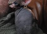 Bi color - Sphynx Cat For Sale - Rockford&comma; IL&comma; US