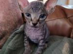 Black - Sphynx Cat For Sale - Rockford&comma; IL&comma; US