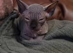 Seal point - Sphynx Cat For Sale - Rockford&comma; IL&comma; US