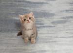 Gabi - British Shorthair Cat For Sale - Chicago&comma; IL&comma; US