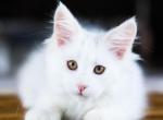 UA Mazurka Laurel - Maine Coon Cat For Sale - Brooklyn&comma; NY&comma; US