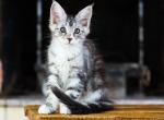 UA Mazurka Laska - Maine Coon Cat For Sale - Brooklyn&comma; NY&comma; US