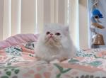 vivi - Persian Cat For Sale - Staten Island&comma; NY&comma; US