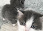 Patiences litter - Munchkin Cat For Sale - Salem&comma; OR&comma; US