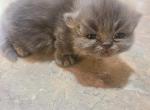 Shy's Munchkin Male Persian - Persian Cat For Sale - Greenville&comma; OH&comma; US