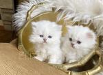 British kittens - British Shorthair Cat For Sale - Thornton&comma; CO&comma; US