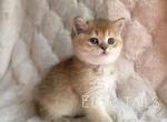Scottish straight kitten - Scottish Straight Cat For Sale - Thornton&comma; CO&comma; US